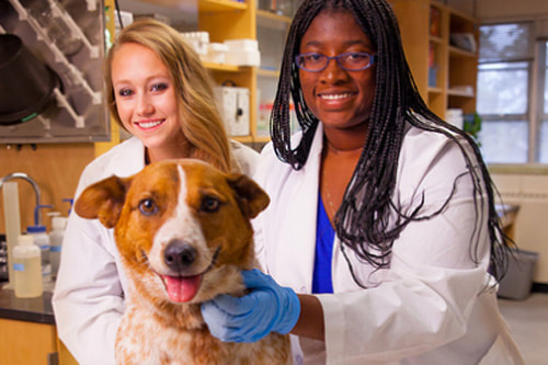 Two veterinarians with a dog.